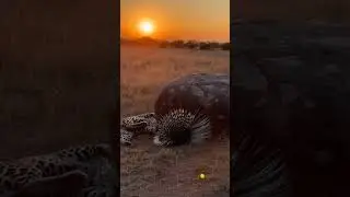 One Leap, Instant Regret 🐆💥🦔#PredatorFail #SharpDefense #WildReality #wildlife