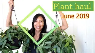 JUNE 2019 PLANT HAUL | COLLECTIVE HAUL