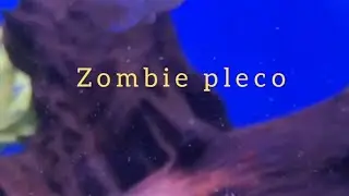 different types of plecos #fish #aquarium #pleco #scary #fun #fishtank #zombie