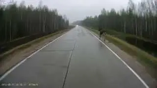 The elk on the road (Russia). Неуклюжий лось на дороге
