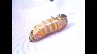 Another Luna Moth Larva Pupating