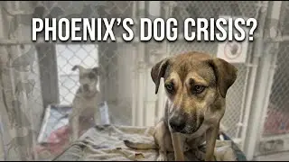 Inside Maricopa County Animal Shelter: The Reality of Overpopulation (Phoenix, AZ)