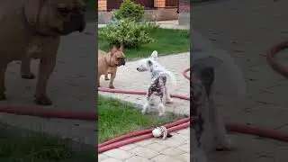 Девочки знакомятся с другой собакой