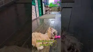 Britney 🐶  passeando em @VisitePomerode casa do imigrantes Carl Weege....