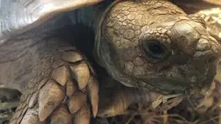 Sulcata Tortoise Barn Update
