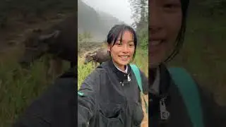 Chinese girls own a clever Buffalo.#shorts #exactshorts #animals