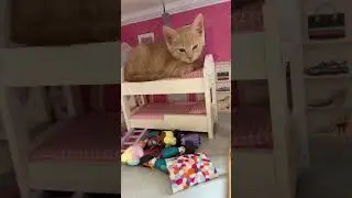 An unbothered queen 🐱💅 #cat #catshorts #catcompilation #funnycats