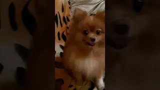 ШПИЦУЛЬКА АВРОРА❤ #spitz  #mydog #puppy #kiki #pets ##pomeranian #love