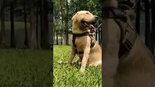 Tactical DOG K9 vest，outdoor big military dog