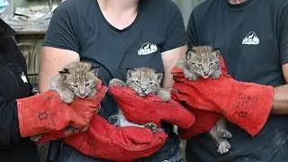First medical exam for three baby lynx in France | AFP