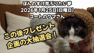 今日のぽんのすけ荒ぶりたい夢 2026年1月25日(日曜日) コートのクマさん #cat #ねこ #保護猫 