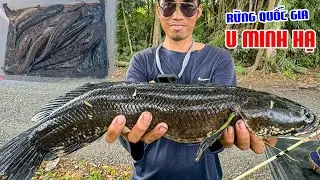 Rừng 