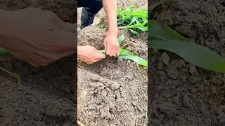 Corn seedling planting tip: Pinching off some leaves helps improve survival rate