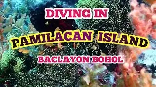 DIVING IN PAMILACAN ISLAND | SNAKE ISLAND |  BEAUTIFUL CORAL REEFS