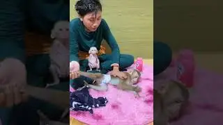Big Monkey Helps Feed Tiny Baby Monkey 🐒❤️ | Sweet Caring Moment