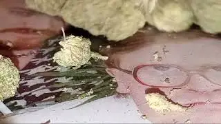 Reviewing supply's mangosteen lineage mango kush