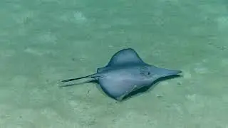 Rare six gilled stingray
