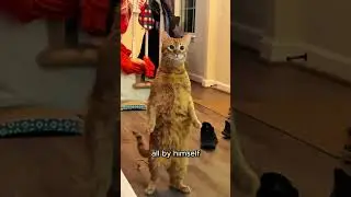 This Cat Is Evolving 😂 (@jessicuhhh) #shorts