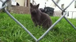 Valata Animals Episode 16