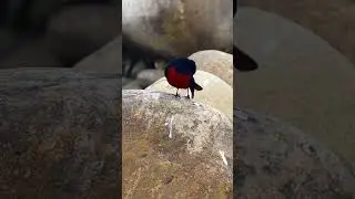 Grooming session#BirdsOnCamera #BirdVideography#BirdWatching #AvianAdventures #BirdBehavior