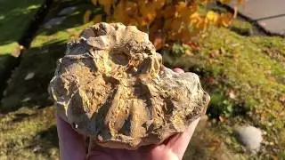 Conlinoceras tarrantense Ammonite from Tarrant County, Texas