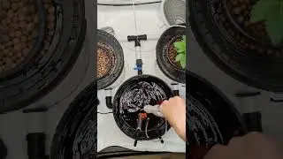 DWC Nutrients Mix - Start to Bubble  #indoorplants #growplants #plants #hydroponic #rdwc  #plants