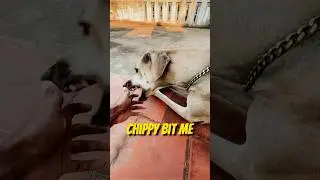 Chippy bit me🐾🙂 #dog #tamilshorts #dogshorts