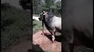 Pegon #peternakansapi #cow #romanfan #horse #sapi #animal #sapijumbo #sapisimental
