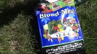 Boosting Growth in the Pepper Garden with Blood Meal