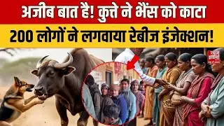UP News: Rampur में कुत्ते ने भैंस को काटा, गांव के 200 लोगों ने क्‍यों लगवाया Rabbies का Injection?
