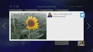 Jarrettsville Sunflower Field Opens For Season