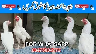 Paper White top Class Pir Mianwali Aseel