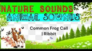 Nature Sound | Common Frog Call | Ribbit