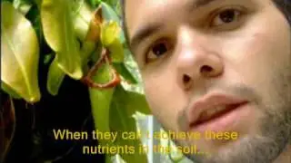 VEGETAL CURIOSITIES IV: Muscipula against Paravespula