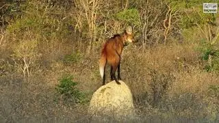 Maned-wolf defecating