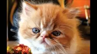 M&uacute;sica ultra relaxante com som de gato ronronando