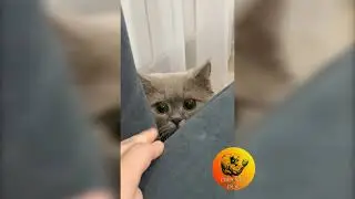 Обратите внимание на зрачки / Pay attention to the pupils 2021