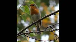 Pettirosso canta  #nature #wildlife  #birds