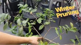 How to Prune Guava Trees in Pots - Multiple Shapes (15 months)
