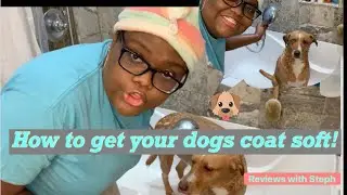 How to get your Dogs Coat Shiny and Soft!