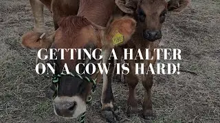Halter training our new milk cow! (If we can even get the halter on)