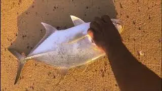 مقاطع صيد قروب اتحاد سنارة جازان
