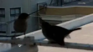 Mama Sparrow feeds her babies.MOV