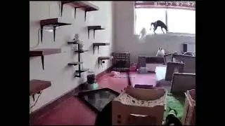 Все побежали и я побежал Паника как выглядит Массовость Толпа Коты на панике