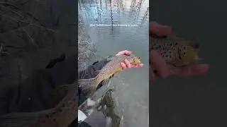 Don&rsquo;t fight the urge to fish !#catchandrelease #fishing #trout #getoutside #troutfishing #browntrout