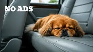 8 HOURS | Restful Flow - Stress-Free Car Music for Dogs
