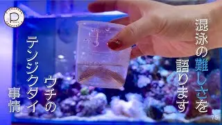 混泳ってムズカシイ、うちのテンジクダイ事情　#ぴっぴアクアリウム　2025/8/23