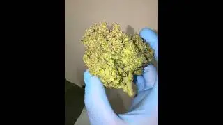💀Amnesia Z Auto 🍬 | Fast Buds | by valiotoro