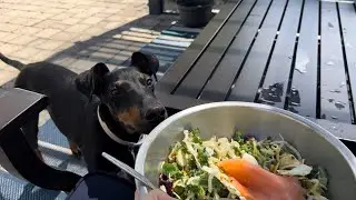 lunch break with remy the manchester terrier