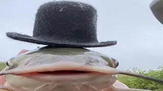 TOP 5 FISH